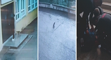 Niksar’da Yağmurdan Kaçan Kediye Okul Kapısı Açıldı