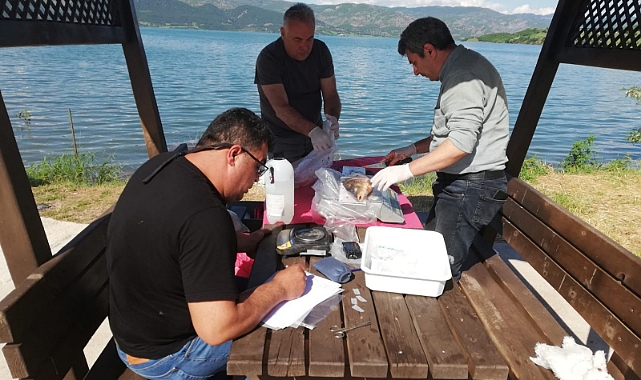 Almus Baraj Gölü’nde Sazan Balığı İçin Bilimsel İnceleme