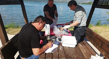 Almus Baraj Gölü’nde Sazan Balığı İçin Bilimsel İnceleme