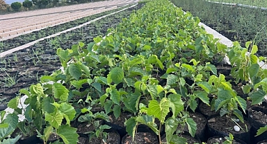 Orman Genel Müdürlüğü'nden Niksar'da Yenilikçi Fındık Projesi
