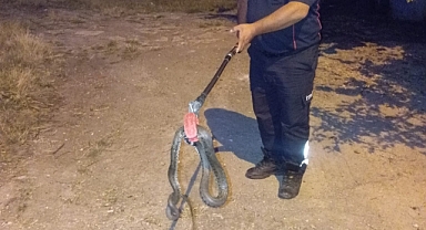 Çamiçi Yaylasında Eve Giren Yılan İtfaiye Ekiplerince Yakalandı