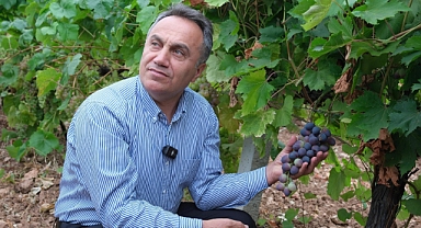 TOGÜ’nün Bağlarında Üzüm Bereketi