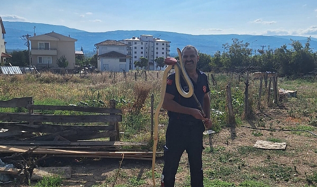 Niksar'da Ahıra Giren Yılanı İtfaiye Yakaladı