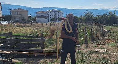 Niksar'da Ahıra Giren Yılanı İtfaiye Yakaladı
