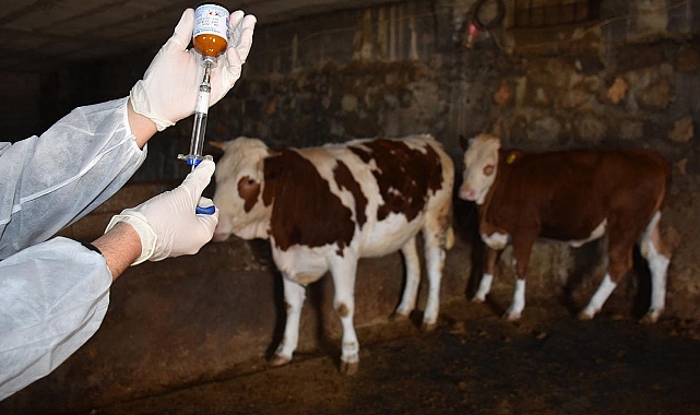 Tokat’ta Hayvan Yetiştiricileri Dikkat: “Şap Aşılama Dönemi Başladı”
