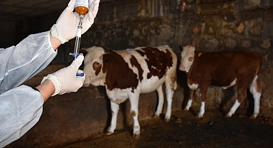 Tokat’ta Hayvan Yetiştiricileri Dikkat: “Şap Aşılama Dönemi Başladı”