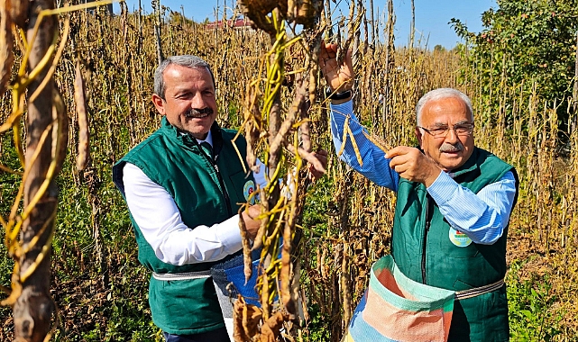 Akkuş'un Coğrafi İşaretli Lezzeti Hasat Şenliğinde Buluştu