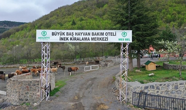 Tokat'ın Yanı Başındaki İnek Oteli Boş Kaldı