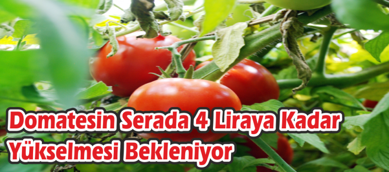 Domatesin Serada 4 Liraya Kadar Yükselmesi Bekleniyor