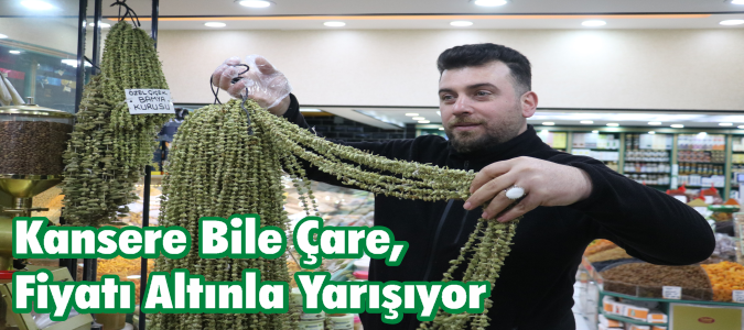 Kansere Bile Çare, Fiyatı Altınla Yarışıyor