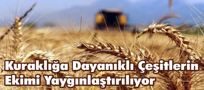 Kuraklığa Dayanıklı Çeşitlerin Ekimi Yaygınlaştırılıyor