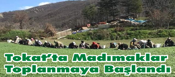Tokat’ta Madımaklar Toplanmaya Başlandı